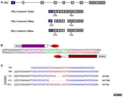 Aberrant Protein Turn-Over Associated With Myofibrillar Disorganization in FHL1 Knockout Mice